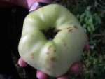 calla colossus, an enormous dual purpose apple of spectacular appearance, from leicestershire