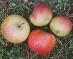 saint ailred, leicestershire apple, raised at mount st. bernard abbey, 1940s. photo from derek tolman of bernwodeplants - thank you